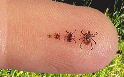 Lyme Disease Prevention During Tick Season