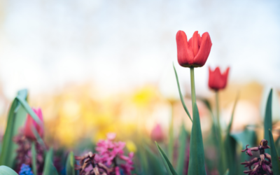 Spring has Sprung: TSS’s safety recommendations for the season