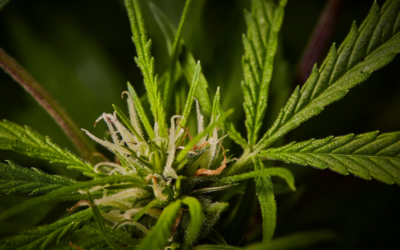 Questions, answers and more questions about the Executive Order to reschedule marijuana